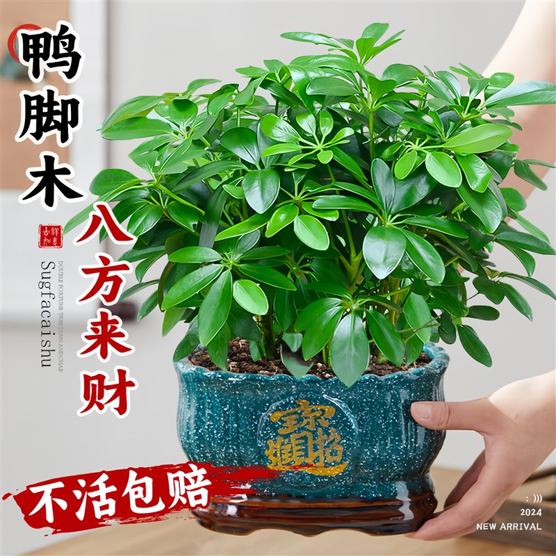 鸭脚木客厅大盆栽八方来财旺宅绿植物室内好养玄关禅意摆件七叶莲
