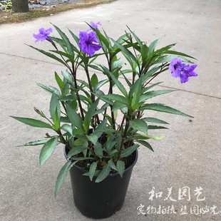 翠卢莉 粉花翠芦莉盆栽蓝花草 墨西哥矮牵牛多年生宿根耐热花期长