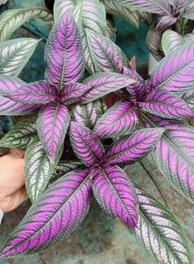 新品波斯红草 网红ins风 紫色室内观叶绿植 新奇彩叶植物