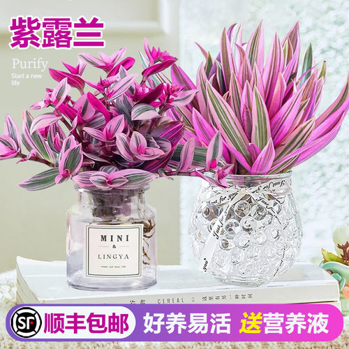 水培植物紫露兰盆栽花卉植物室内花水培油画婚礼吊兰多肉四季好养