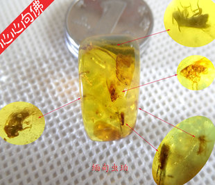 虫珀 缅甸琥珀原石 天然虫珀内含多个小虫 虫珀戒面