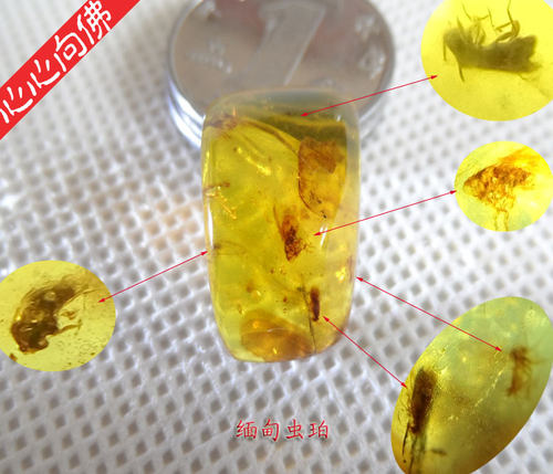 虫珀 缅甸琥珀原石 天然虫珀内含多个小虫 虫珀戒面