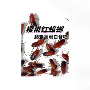 樱桃红蟑螂爬宠蜘蛛守宫树蛙蚂蚁螳螂食物龙鱼活虫饲料钓鱼活铒