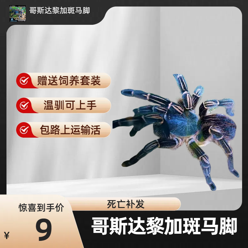 网红哥斯达黎加斑马脚蓝色种蜘蛛活体蓝哥斑宠物蜘蛛捕鸟蛛