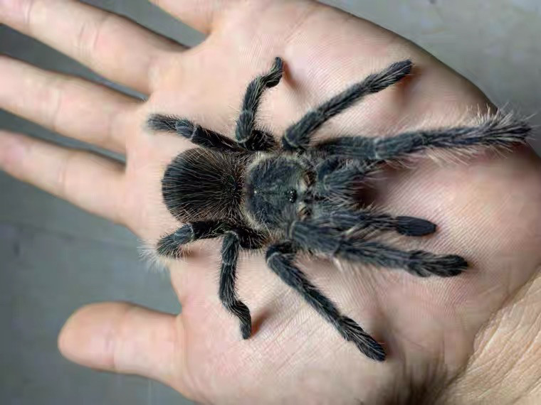 巴伊亚暗灰食鸟蛛足展4-19cm活体宠物蜘蛛l属大体型新手入门