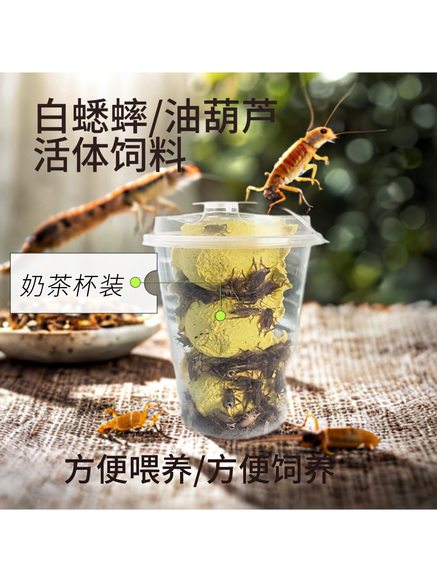 奶茶杯白蟋蟀爬宠食物蜥蜴蜘蛛蛙龙鱼龟鸟油葫芦蛐蛐活体饲料