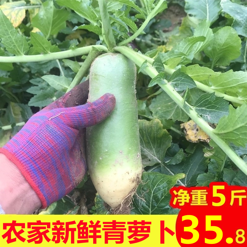 2021年新鲜现挖青萝卜当季蔬菜