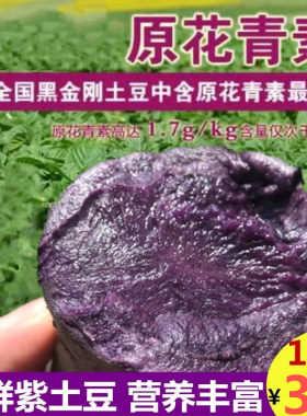 新鲜紫土豆黑土豆含10大果