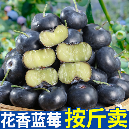 新鲜现摘高山蓝莓冷链运输