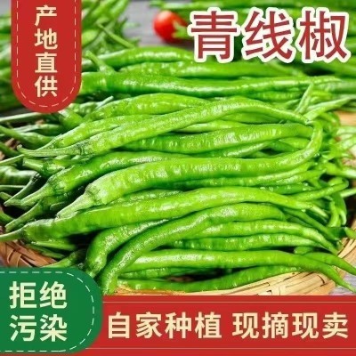 二荆条青辣椒青椒青辣椒