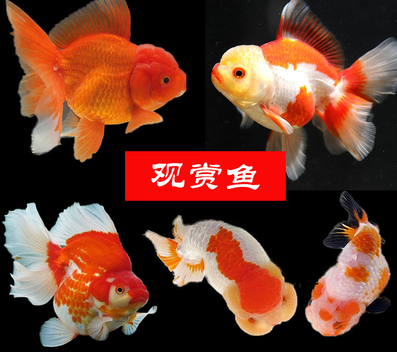 天恩福兰寿元宝观赏鱼直播间专拍