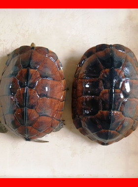 食用石金钱大龟 煲汤龟外塘南石龟繁殖下蛋老种龟 观赏招财水乌龟