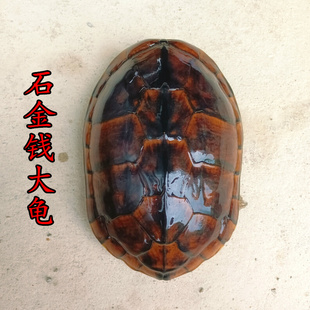 繁殖南石金钱大龟 食用石金钱龟 正宗外塘老种龟煲汤肉龟深水活体