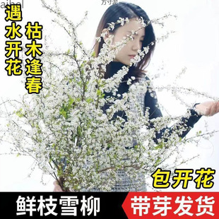 雪柳鲜枝干枝支盆栽水养插花水培植物室内花卉好养活绿植遇水开花