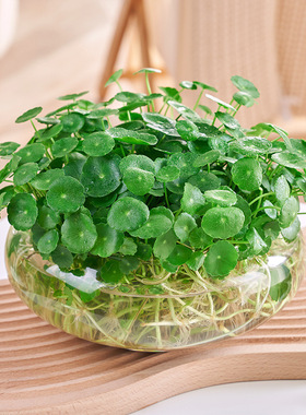 四季好养铜钱草水培盆栽植物办公室内桌面小绿植花卉水养金钱草籽