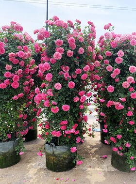 蔷薇花苗藤本月季大花浓香庭院爬藤植物花卉盆栽欧月玫瑰四季开花