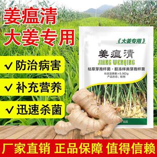 姜瘟净姜瘟专用姜瘟灵生姜杀菌剂大姜烂脖子病姜瘟颈基腐干尖黄叶