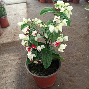 龙吐珠盆栽花卉麒麟吐珠花室内外阳台攀援观花植物攀爬花卉带花苞