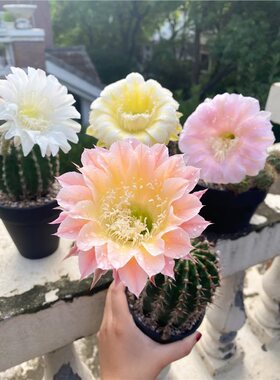 大花彩草开花仙人球仙人掌多肉植物室内外阳台花卉绿植盆栽