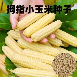 拇指玉米种子香甜糯迷你小玉米白糯玉米种籽袖珍手指粘粟玉米种子