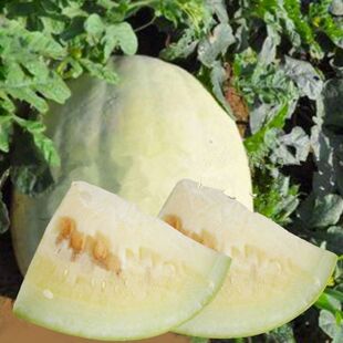 万荣三白瓜种子当地正宗特产白西瓜种籽大田高产早熟四季水果种子