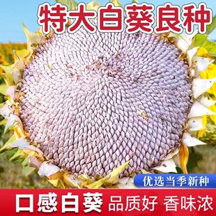 白牙签向日葵种子生马牙瓜子种白色葵花籽阳台庭院观赏向日葵种子