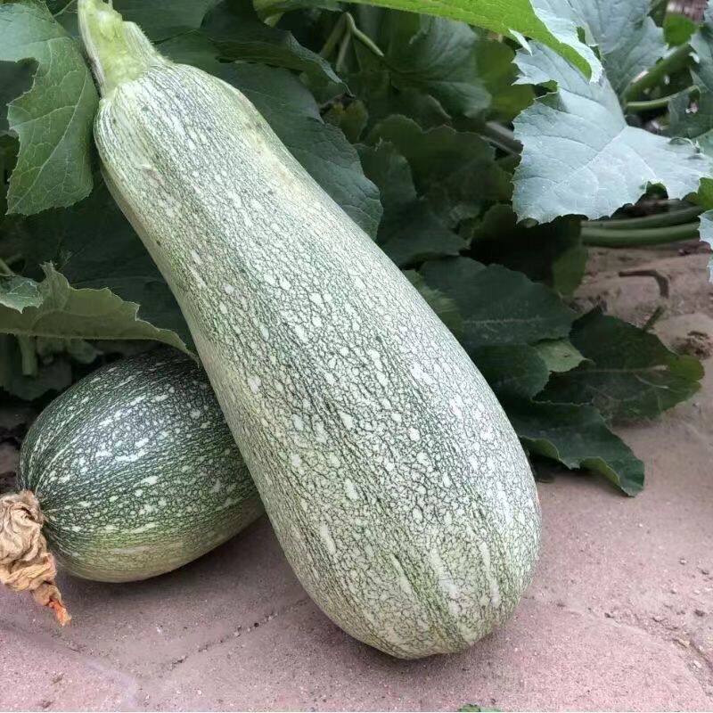 老品种大角瓜 西葫芦 农耕时代留下来的品种 可循环留种