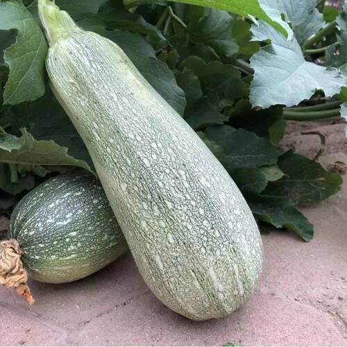 老品种大角瓜 西葫芦 农耕时代留下来的品种 可循环留种