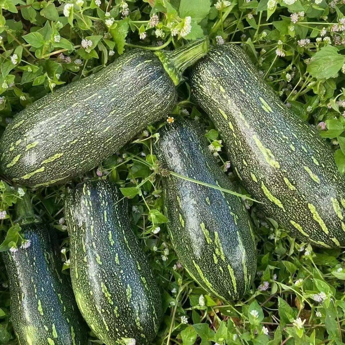 老品种早熟嫩早蜜本南瓜种子嫩南瓜长蔓吃藤小南瓜春季田园蔬菜