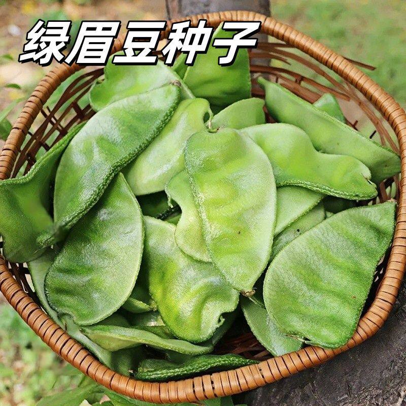 农家传统土绿扁豆种子 绿眉豆种子娥眉豆老种子非转基因可留种