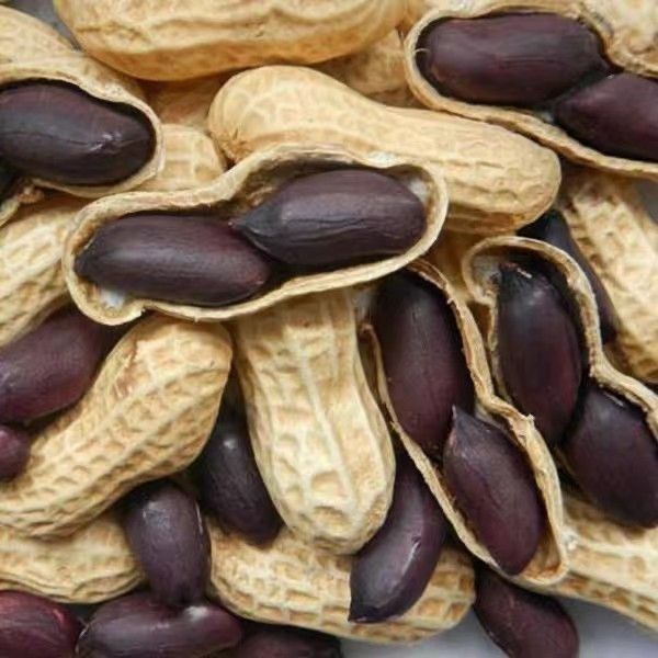 老品种黑花生种子带壳全黑紫皮花生种子矮杆大粒高产型非转基因图片