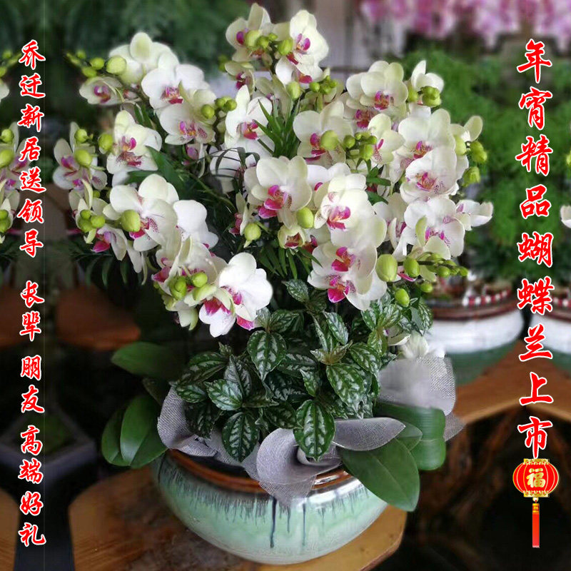 鲜花花卉蝴蝶兰盆栽新年年宵花