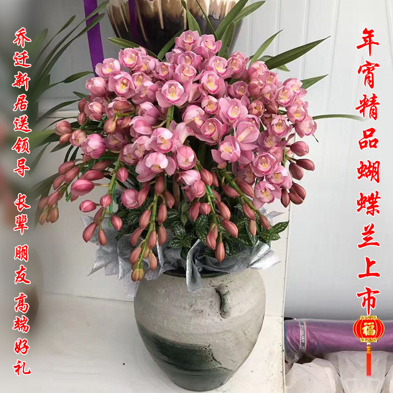 杭州实体花店蕙兰龚兰花卉盆栽开业乔迁祝贺年宵花卉同城鲜花速递