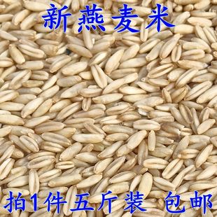 新燕麦米雀麦野麦燕麦仁虎皮牡丹玄凤鹦鹉鸟粮鸟食鸽子粮5斤包邮