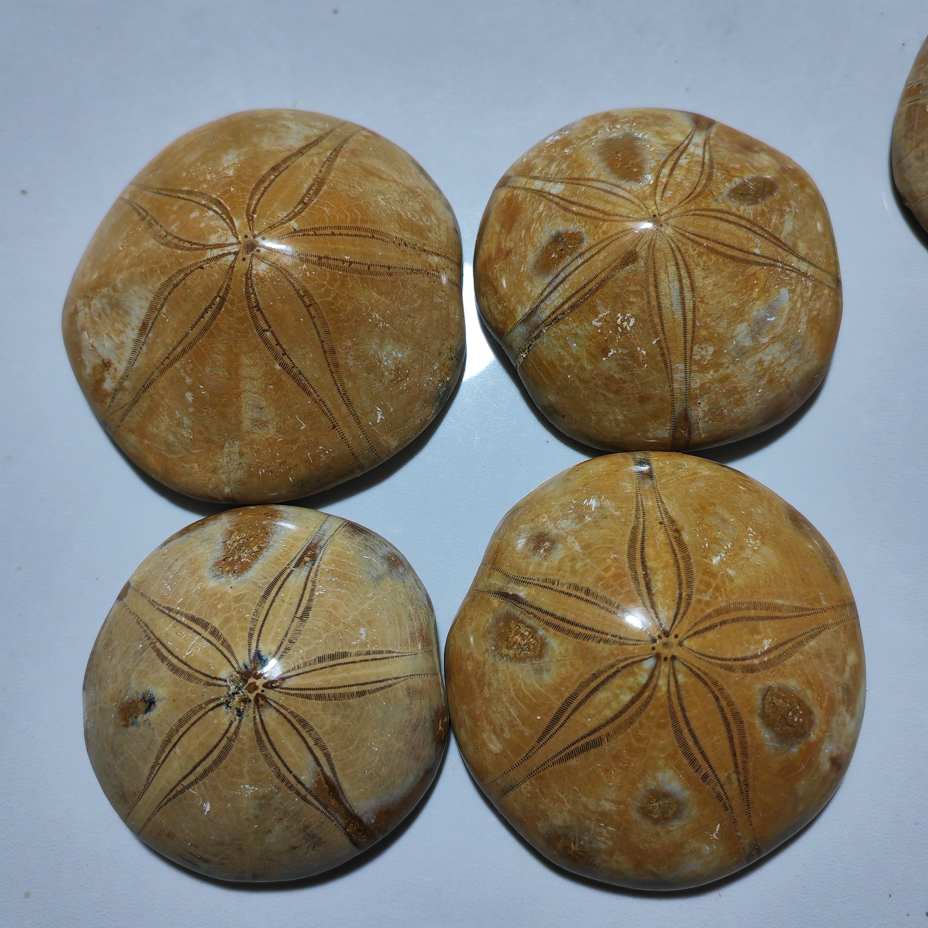 古生物化石海胆标本科普教学收藏标本摆件原石手把件