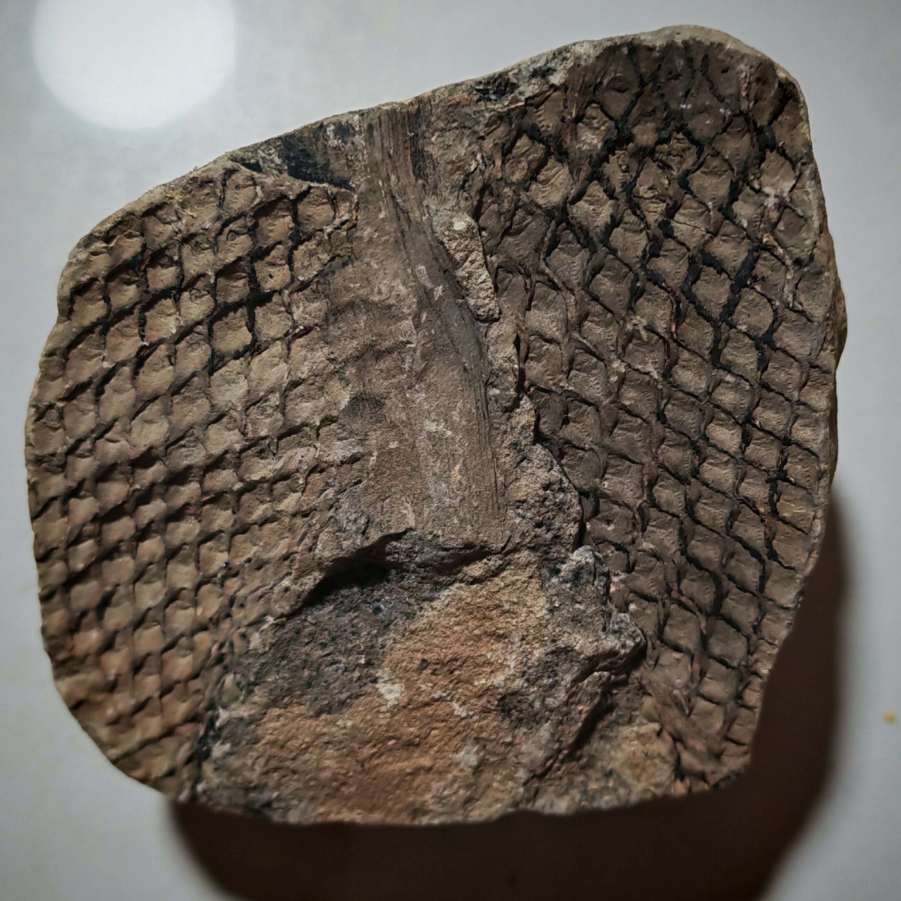 古生物化石植物化石标本鳞木摆件收藏科普教学