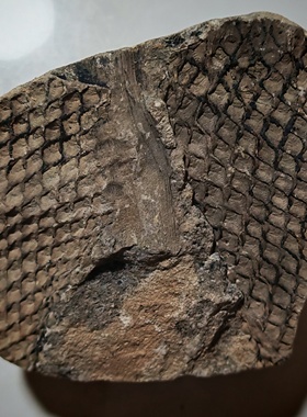 古生物化石植物化石标本鳞木摆件收藏科普教学