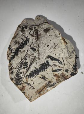 天然古生物植物化石侏罗纪锥叶蕨原石标本奇石摆件科普教学收藏品