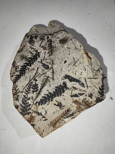 天然古生物植物化石侏罗纪锥叶蕨原石标本奇石摆件科普教学收藏品