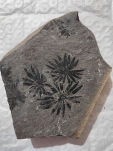 古生物化石植物客厅装饰摆件二叠纪轮叶科普教学收藏标本原石奇石