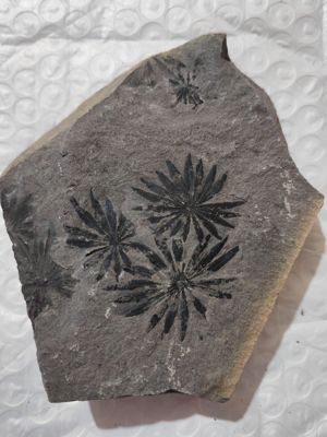 古生物化石植物客厅装饰摆件二叠纪轮叶科普教学收藏标本原石奇石