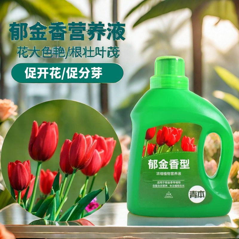 郁金香营养液种球爆芽郁金香肥料专用肥花肥水培植物风信子营养液