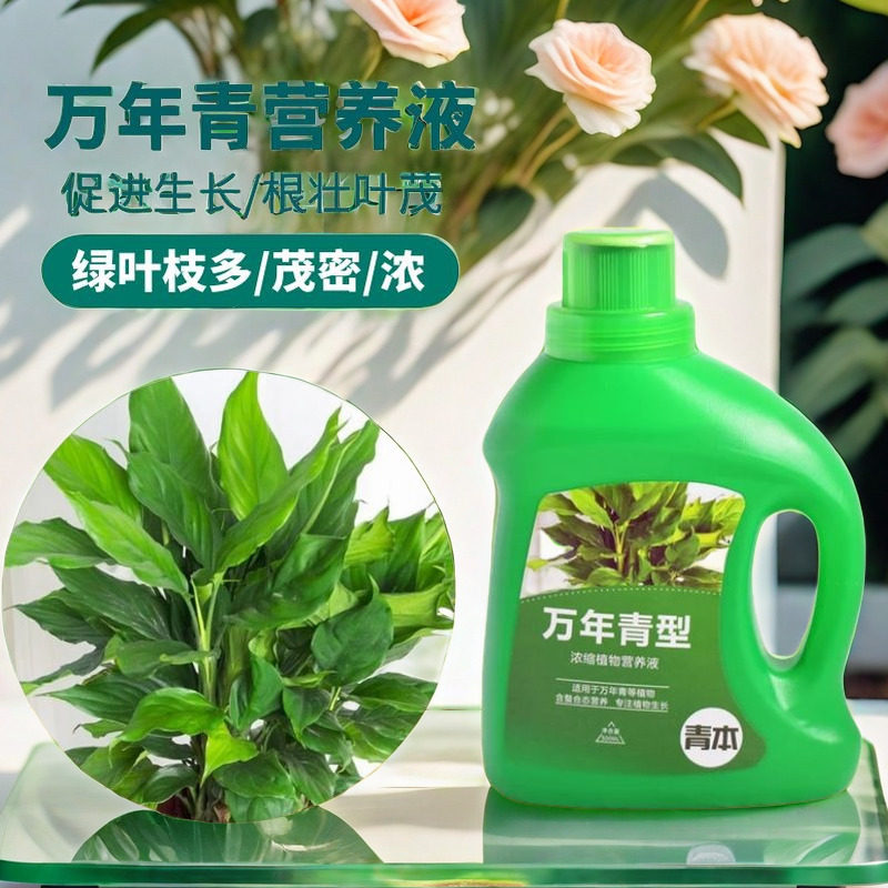 万年青专用肥营养液家用室内养花肥料盆栽通用型银皇后有机复合肥