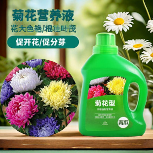菊花专用肥料营养液专用肥金英肥料秋菊雏菊开花盆栽大白菊花卉用