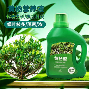 黄杨肥料专用肥营养液盆景地栽大树绿叶小叶皱皮瓜子雀舌黄杨液肥