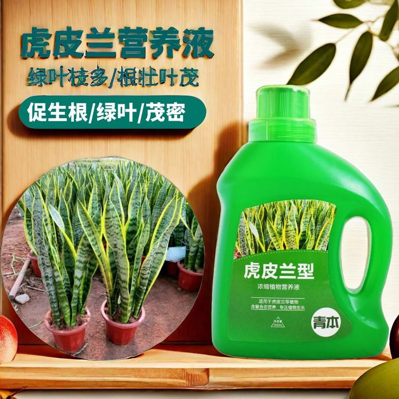 虎皮兰营养液促花肥白玉金边虎皮兰专用肥料虎尾兰绿植肥料水溶肥