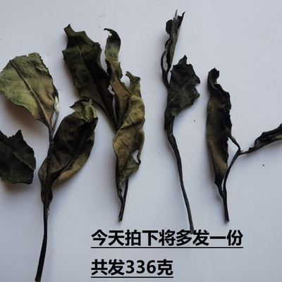 政和白茶荒野寿眉春散装枣香
