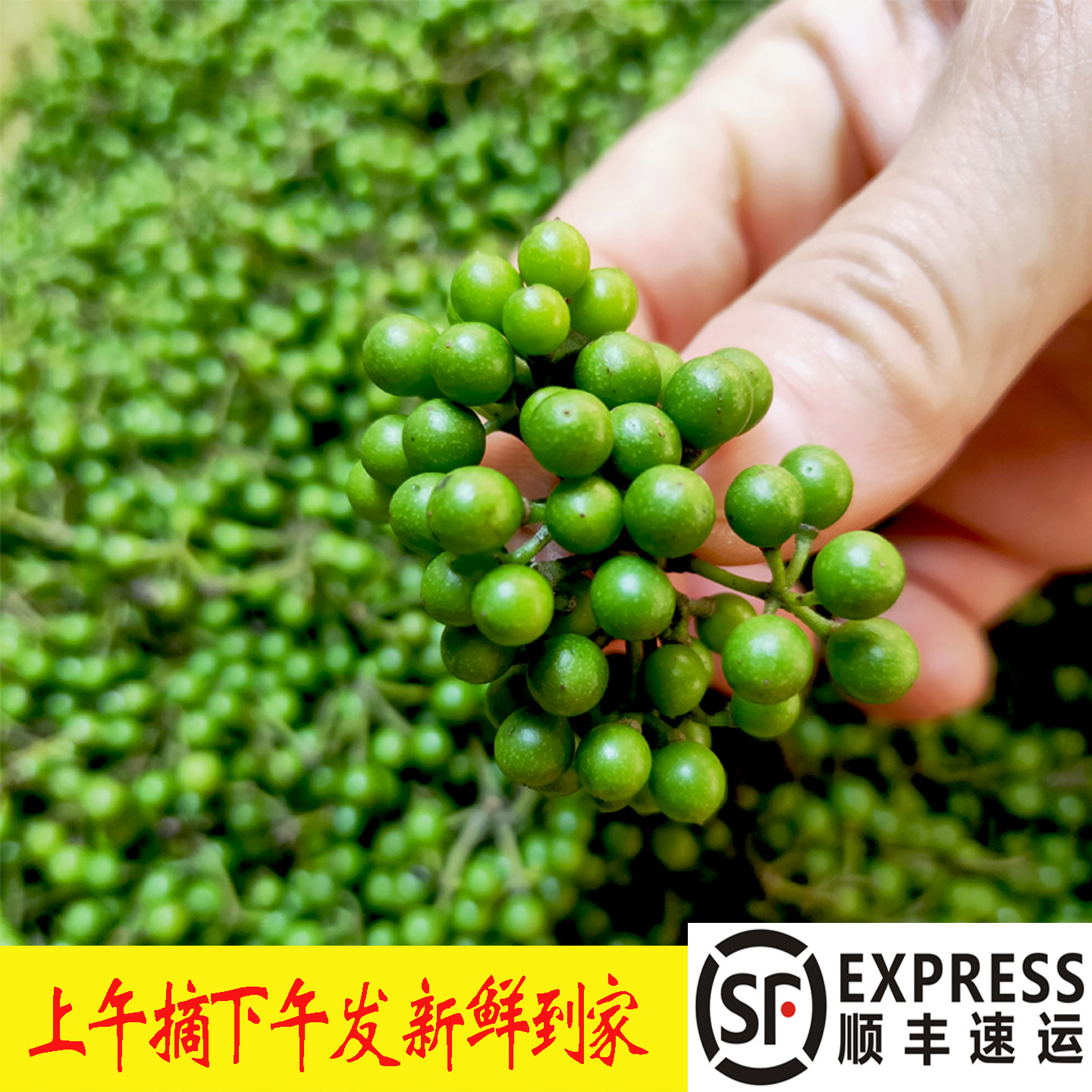 新鲜木姜子湖南野生嫩山胡椒山苍子调味香料1/5斤现摘现发郴州产