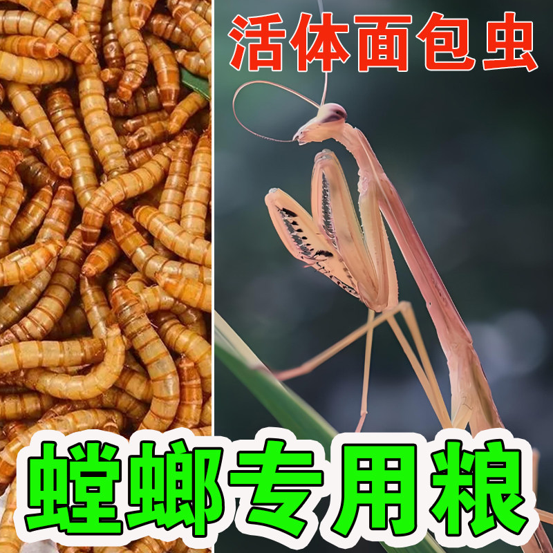 螳螂食物鲜活面包虫蟋蟀蛐蛐高蛋白营养黄粉零食爬宠鸣虫专用饲料,宠物/宠物食品及用品,爬虫/鸣虫食物,淘宝优惠券,粉丝福利购,淘宝优惠卷