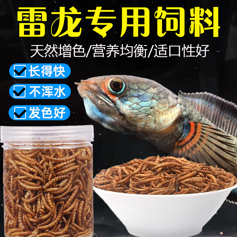 雷龙鱼增色饲料高蛋白虫干虾干